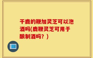 干鹿的鞭加灵芝可以泡酒吗(鹿鞭灵芝可用于酿制酒吗？)
