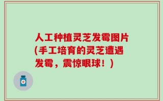 人工种植灵芝发霉图片(手工培育的灵芝遭遇发霉，震惊眼球！)