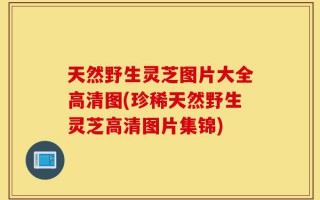天然野生灵芝图片大全高清图(珍稀天然野生灵芝高清图片集锦)
