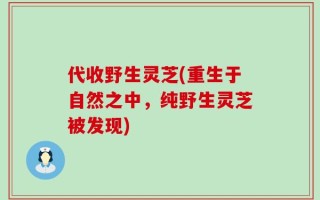 代收野生灵芝(重生于自然之中，纯野生灵芝被发现)