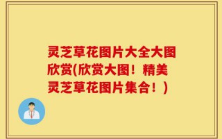 灵芝草花图片大全大图欣赏(欣赏大图！精美灵芝草花图片集合！)