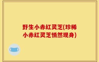 野生小赤红灵芝(珍稀小赤红灵芝悄然现身)
