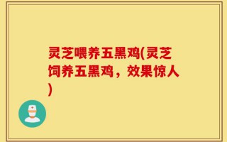 灵芝喂养五黑鸡(灵芝饲养五黑鸡，效果惊人)