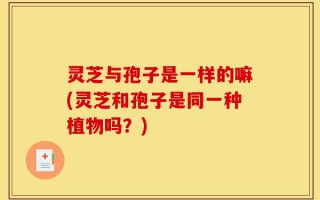 灵芝与孢子是一样的嘛(灵芝和孢子是同一种植物吗？)
