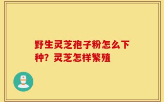 野生灵芝孢子粉怎么下种？灵芝怎样繁殖