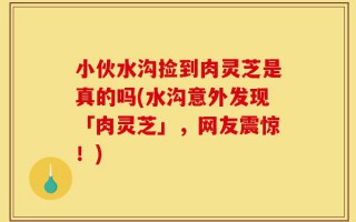 小伙水沟捡到肉灵芝是真的吗(水沟意外发现「肉灵芝」，网友震惊！)