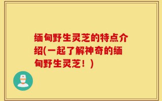 缅甸野生灵芝的特点介绍(一起了解神奇的缅甸野生灵芝！)