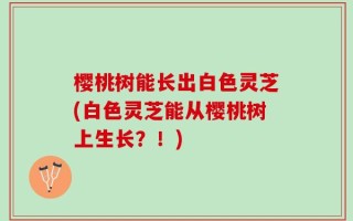 樱桃树能长出白色灵芝(白色灵芝能从樱桃树上生长？！)