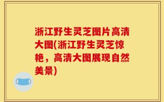 浙江野生灵芝图片高清大图(浙江野生灵芝惊艳，高清大图展现自然美景)
