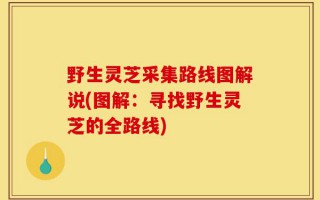 野生灵芝采集路线图解说(图解：寻找野生灵芝的全路线)