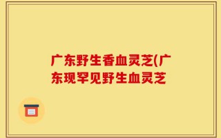 广东野生香血灵芝(广东现罕见野生血灵芝