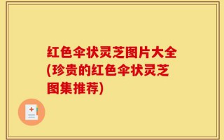 红色伞状灵芝图片大全(珍贵的红色伞状灵芝图集推荐)