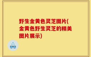 野生金黄色灵芝图片(金黄色野生灵芝的精美图片展示)