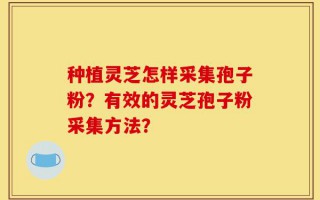 种植灵芝怎样采集孢子粉？有效的灵芝孢子粉采集方法？
