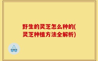 野生的灵芝怎么种的(灵芝种植方法全解析)