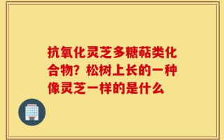 抗氧化灵芝多糖萜类化合物？松树上长的一种像灵芝一样的是什么