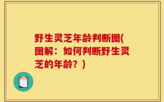 野生灵芝年龄判断图(图解：如何判断野生灵芝的年龄？)