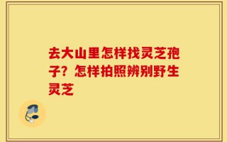 去大山里怎样找灵芝孢子？怎样拍照辨别野生灵芝