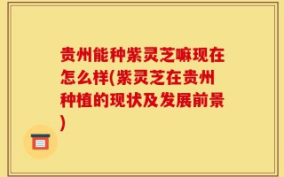 贵州能种紫灵芝嘛现在怎么样(紫灵芝在贵州种植的现状及发展前景)