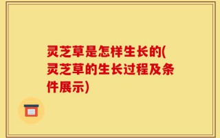灵芝草是怎样生长的(灵芝草的生长过程及条件展示)
