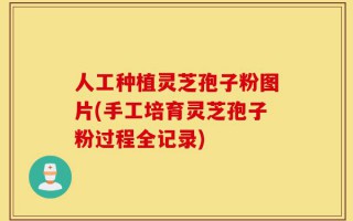 人工种植灵芝孢子粉图片(手工培育灵芝孢子粉过程全记录)