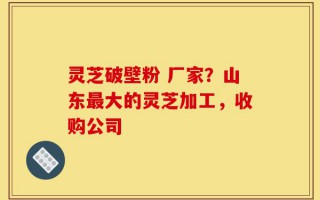 灵芝破壁粉 厂家？山东最大的灵芝加工，收购公司