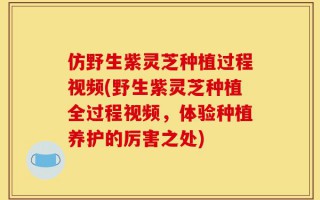 仿野生紫灵芝种植过程视频(野生紫灵芝种植全过程视频，体验种植养护的厉害之处)