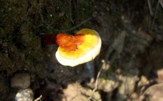 秋季服用灵芝孢子粉有点上火怎么办？