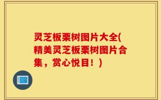 灵芝板栗树图片大全(精美灵芝板栗树图片合集，赏心悦目！)