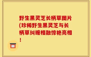 野生黑灵芝长柄草图片(珍稀野生黑灵芝与长柄草纠缠相融惊艳亮相！