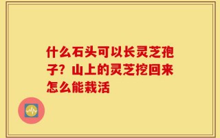 什么石头可以长灵芝孢子？山上的灵芝挖回来怎么能栽活