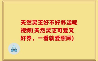 天然灵芝好不好养活呢视频(天然灵芝可爱又好养，一看就爱照顾)