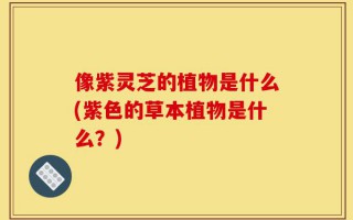 像紫灵芝的植物是什么(紫色的草本植物是什么？)