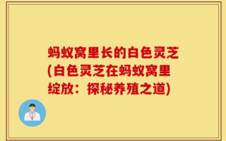 蚂蚁窝里长的白色灵芝(白色灵芝在蚂蚁窝里绽放：探秘养殖之道)