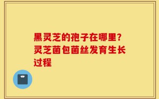 黑灵芝的孢子在哪里？灵芝菌包菌丝发育生长过程