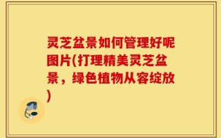 灵芝盆景如何管理好呢图片(打理精美灵芝盆景，绿色植物从容绽放)