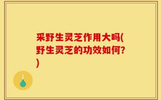 采野生灵芝作用大吗(野生灵芝的功效如何？)