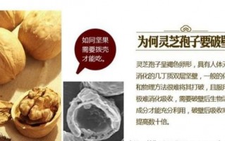 什么是灵芝孢子粉破壁？