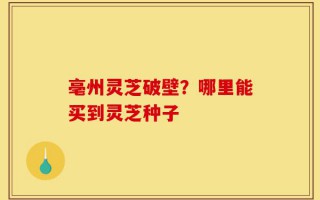 亳州灵芝破壁？哪里能买到灵芝种子