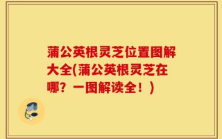 蒲公英根灵芝位置图解大全(蒲公英根灵芝在哪？一图解读全！)