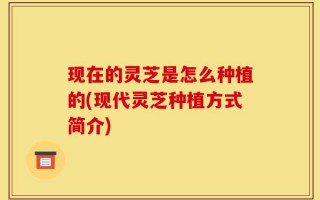 现在的灵芝是怎么种植的(现代灵芝种植方式简介)