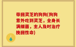 带回灵芝的狗狗(狗狗意外吃到灵芝，全身长满细菌，主人及时治疗挽回性命)