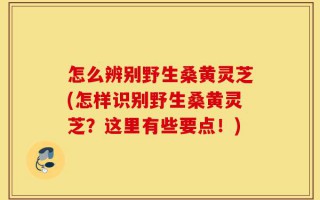 怎么辨别野生桑黄灵芝(怎样识别野生桑黄灵芝？这里有些要点！)