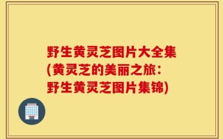 野生黄灵芝图片大全集(黄灵芝的美丽之旅：野生黄灵芝图片集锦)