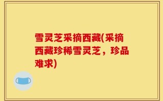 雪灵芝采摘西藏(采摘西藏珍稀雪灵芝，珍品难求)