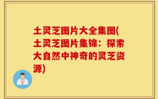 土灵芝图片大全集图(土灵芝图片集锦：探索大自然中神奇的灵芝资源)