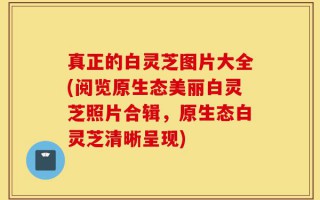 真正的白灵芝图片大全(阅览原生态美丽白灵芝照片合辑，原生态白灵芝清晰呈现)