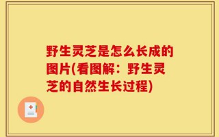 野生灵芝是怎么长成的图片(看图解：野生灵芝的自然生长过程)