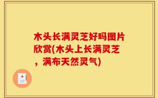 木头长满灵芝好吗图片欣赏(木头上长满灵芝，满布天然灵气)