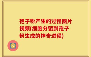 孢子粉产生的过程图片视频(细胞分裂到孢子粉生成的神奇进程)
